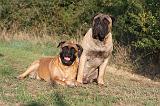 BULLMASTIFF 157